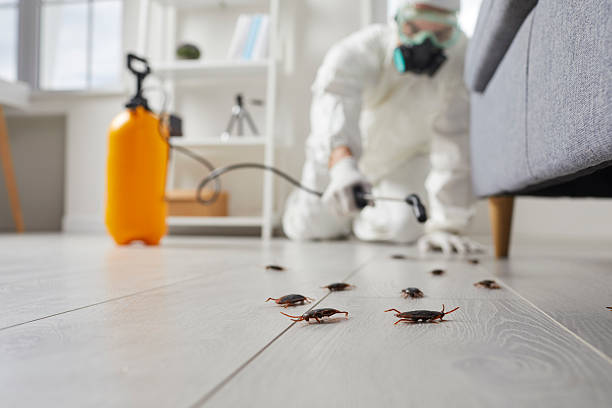 Commercial Kitchen Cockroach Control in Conway